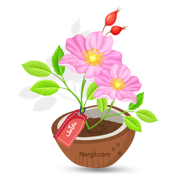  Nargil - Dog Rose